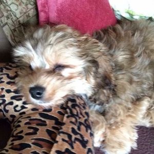 Meet your Posher, Hanson